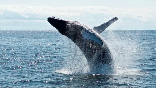 Mueren 250 ballenas varadas en Nueva Zelanda: No pudieron devolverlas al mar por la presencia de tiburones