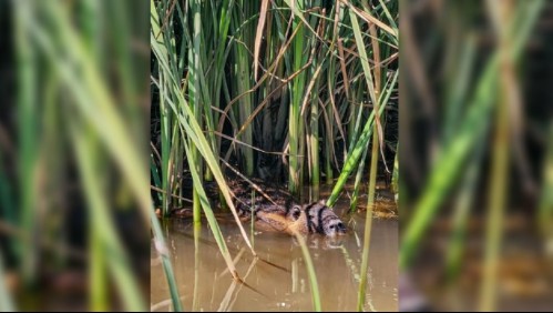 A plena luz del día: Registran a coipo nadando en el río Mapocho