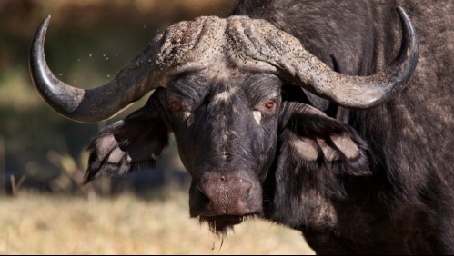 Hombre muere al ser atacado por enorme búfalo al que intentaba cazar