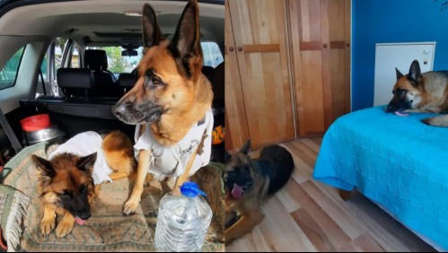 Le robaron su auto y se llevaron a sus perros a bordo: Intentó rescatarlos y la arrastraron por la calle al huir