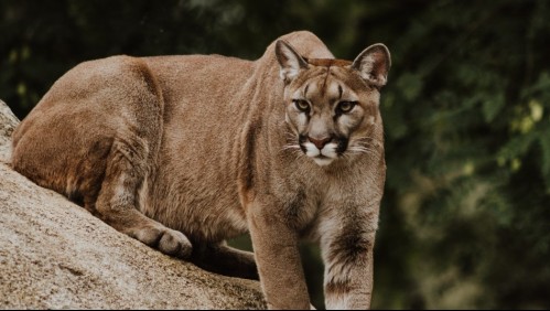 Puma muere tras ser atropellado en ruta de la región del Biobío: Caso fue derivado al Ministerio Público