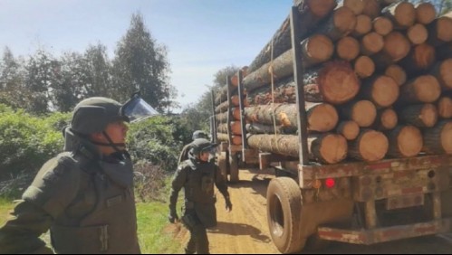 Carabineros detiene a dos personas por robo de madera de Forestal Arauco en Collipulli