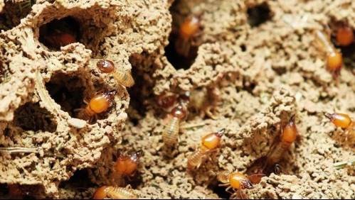 El sur de Chile se vería afectado por aumento de termitas debido al cambio climático