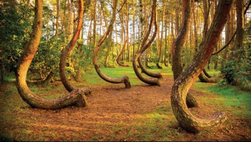 Krzywy Las: Estas son algunas teorías de los expertos para el misterioso 'Bosque Torcido' de Polonia