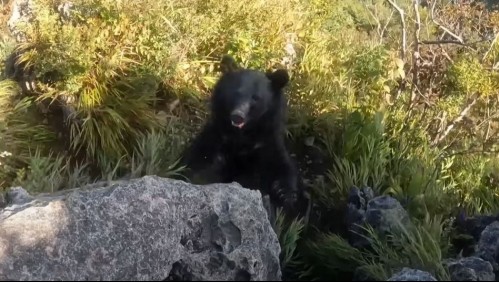 Hombre pelea a patadas y combos contra un oso en Japón: 'No tenía más remedio que enfrentarlo'