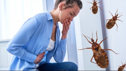 ¿Qué es el mal de Chagas? La enfermedad que puede transmitir la picadura de las vinchucas