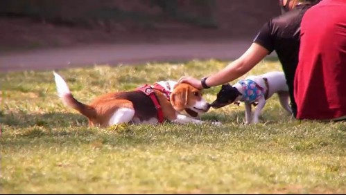 Pelea entre mascotas abre debate sobre su tenencia en edificios y condominios