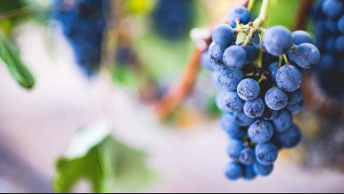 Con dos tazas podrías vivir más: Estos son los beneficios de las uvas, según nuevo estudio