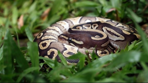 Llevaba días desaparecida: Encuentran el cadáver de una mujer en el estómago de una pitón