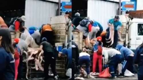 Video muestra a turba robando toneladas de congrio dorado que habían sido incautadas en Talcahuano