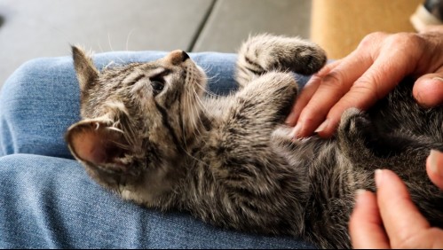 ¿Tienes una voz especial para tu mascota? Estudio reveló que gatos reconocen cuando te diriges a ellos