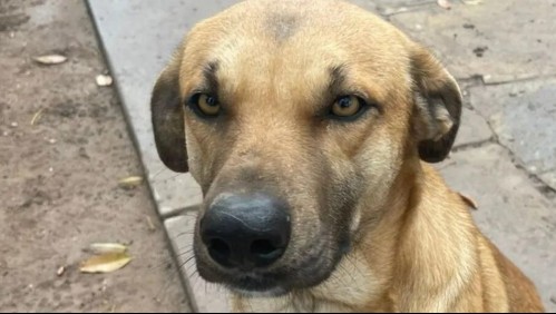 'Ya no rompo cosas': Le crean un CV a un perro para darlo en adopción y se hace viral