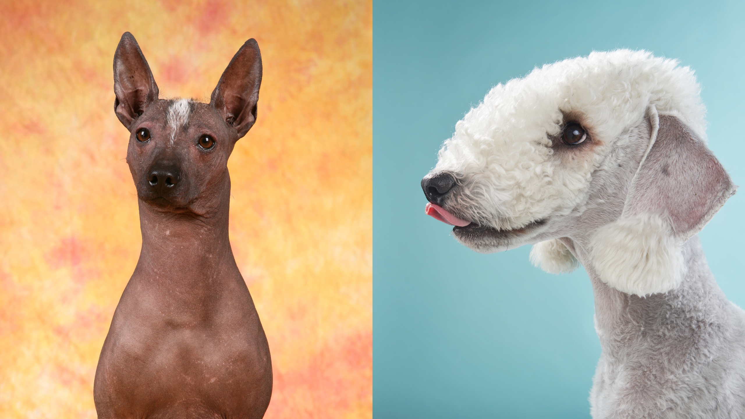 Hay uno que tiene 'dos narices': Estas son las 9 razas de perros más raras del mundo
