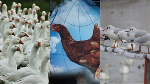 Preocupación por gripe aviar: Inglaterra impone confinamiento de las aves por propagación de la enfermedad