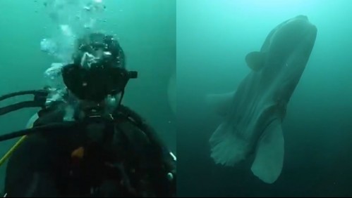 Pesaría alrededor de dos toneladas: Buzos se encuentran con inmenso pez luna en aguas de Antofagasta