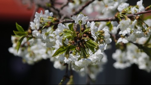 ¿Eres alérgico? Así puedes revisar cuál es el nivel de polen en Santiago