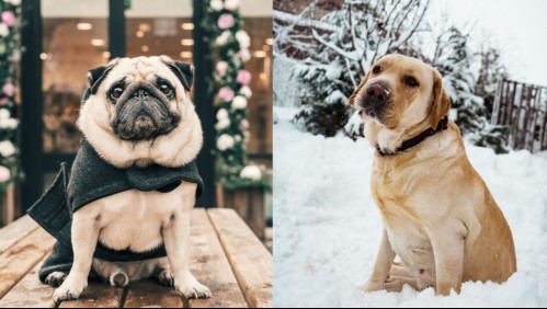 Tiernos y panzones: Estas son las razas de perros que más suben de peso