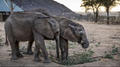 Más de 200 elefantes y centenares de animales salvajes perdieron la vida en Kenia tras nueve meses de severa sequía