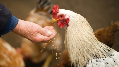 Ordenan sacrificar un millón de pollos por brote de gripe aviar en Japón