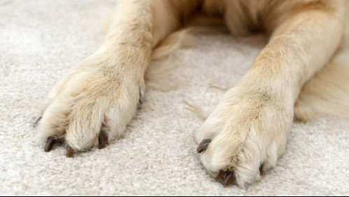 'Morboso y triste': Familia convierte la piel de su perro fallecido en una alfombra y los usuarios reaccionan