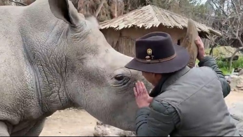 Rinoceronte chileno viajó a formar familia con 'novias' que pertenecieron a Pablo Escobar