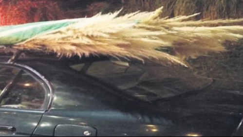 Robo de colas de zorro en autopista Costanera Norte: La llamativa razón detrás del delito