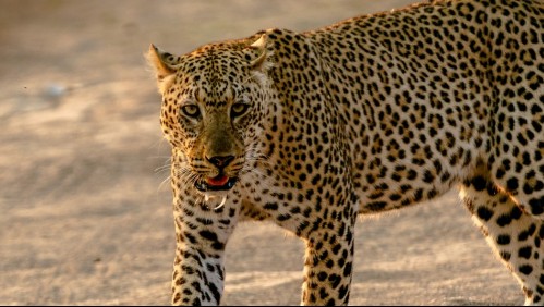 Motociclista es derribado por un leopardo en la carretera y video se hace viral