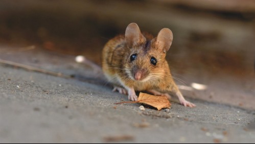 Tras video de ratones huyendo de basural en Maipú: ¿Qué hacer ante la presencia de roedores?