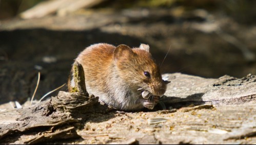 Informan sobre persona contagiada con Hanta en región de O'Higgins: Estos son los síntomas del peligroso virus