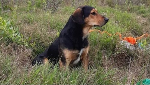 El 'Hachiko' chileno: Perro sigue esperando a su dueño fallecido en La Serena y se resiste a la ayuda