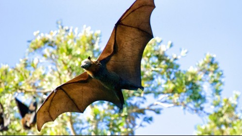Confirman hallazgo de murciélago con rabia: ¿Qué se debe hacer en este caso?