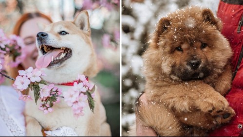 Estas son las 5 razas de perros consideradas las menos cariñosas