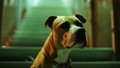 Condenan a prisión a mujer que ordenó a su perro atacar y matar a su marido