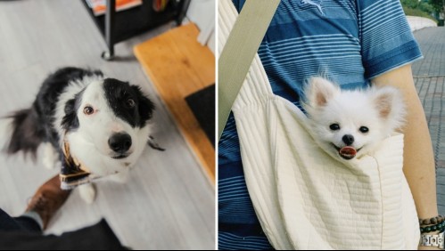 Estarán contigo muchos años: 6 razas de perros consideradas las más longevas