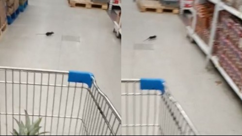 Video muestra a ratón en supermercado de Antofagasta: Seremi inicia sumario por la situación
