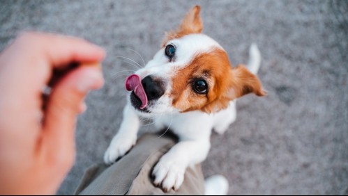 Niño pide donaciones para perros en vez de regalos de cumpleaños: 'Quise que otros perritos tengan hogar'