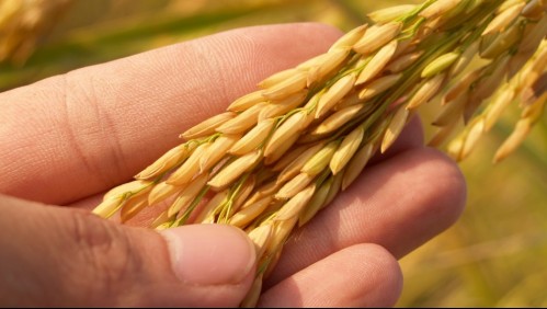 Podrías desarrollar enfermedades: Esto es lo que pasa cuando comes arroz blanco todos los días