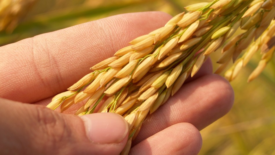 Semillas de arroz. Créditos: Pexels