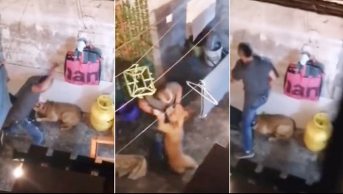 La golpeó, le aplastó su cabeza y le arrojó agua: Rescatan a perrita que fue brutalmente maltratada por su dueño