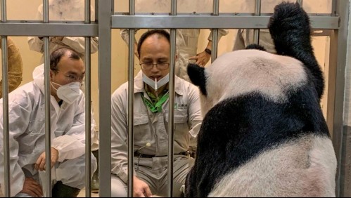 Muere el panda donado por China a Taiwán: Tenía una lesión cerebral