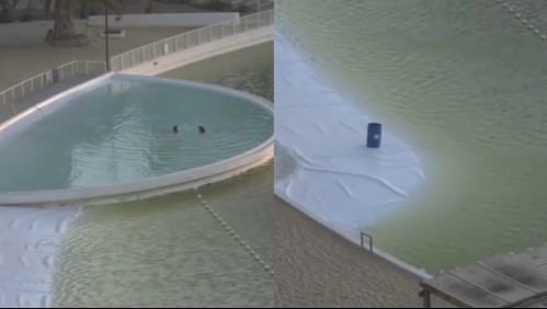 Insectos y malos olores: Propietarios denuncian 'nula mantención' de laguna en condominio de La Serena