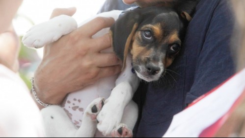 Los centros veterinarios más baratos y más caros de Santiago: Diferencia de precios es de hasta un 3.400%