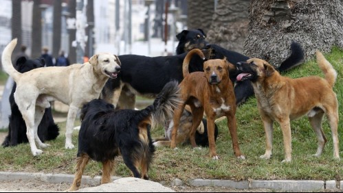 Denuncian matanza de perros en Lo Prado: Cuerpos fueron escondidos en bolsas de basura