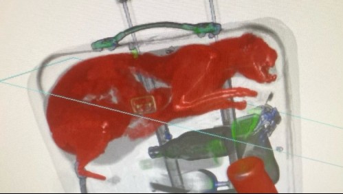 Entre botellas y copas de vino: Encuentran a un gato al interior de una maleta en aeropuerto
