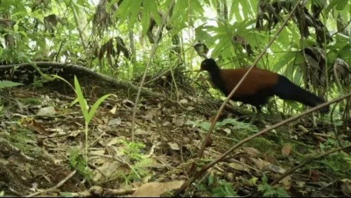 Encuentran misteriosa ave que no se veía desde hace 140 años: Está en peligro crítico de extinción