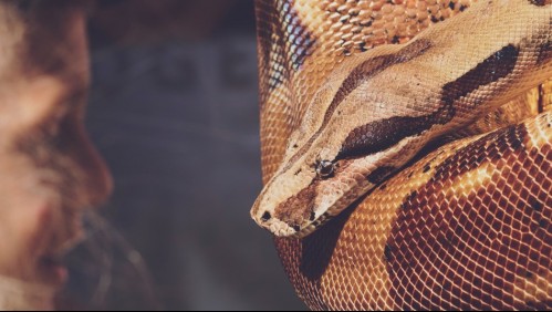 Niño sobrevive a una pitón que lo mordió y lo arrastró a una piscina
