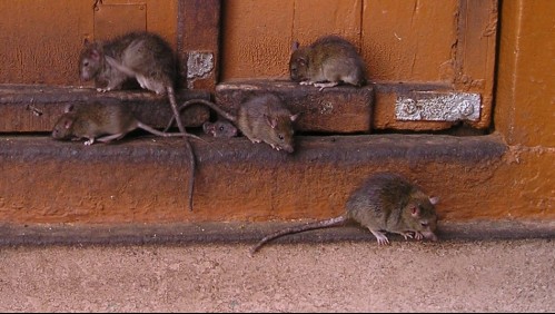 Desaparecen casi 200 kilos de marihuana y la policía culpa a las ratas: 'Es difícil proteger la droga de ellas'