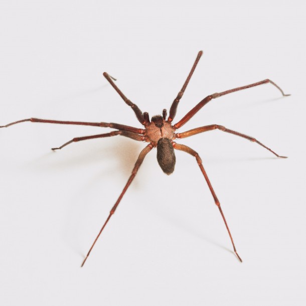 Expertos explican por qué a las arañas de rincón les gusta estar en nuestras casas