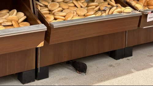 Encuentran fecas de paloma en el mismo supermercado de Antofagasta donde panadero lamió masas