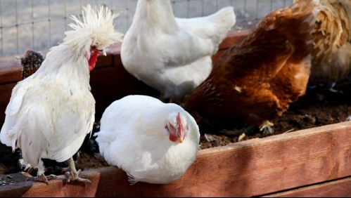 Ecuador se suma a Perú y declara emergencia sanitaria por brote de influenza aviar